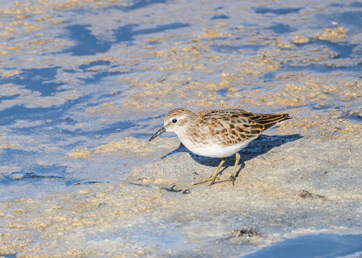Least Sandpiper - ML642173986