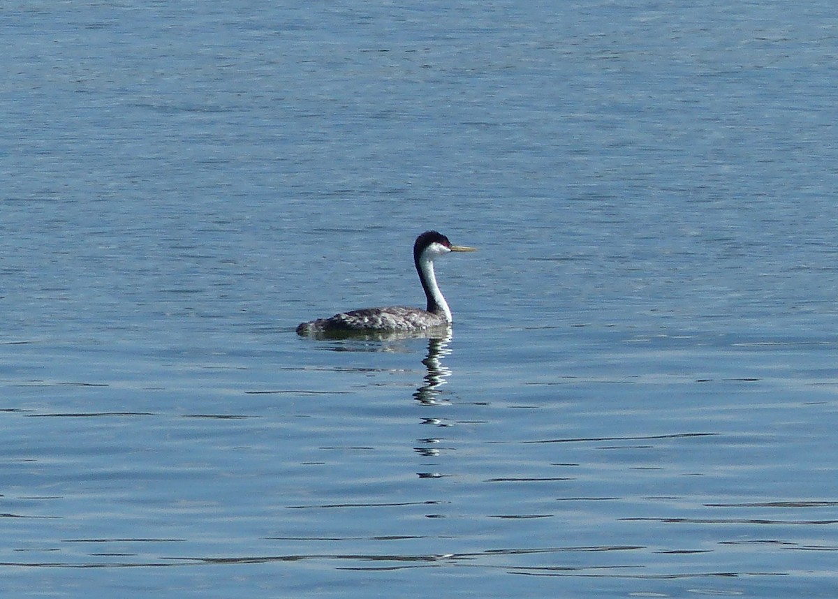 Western Grebe - ML642173987
