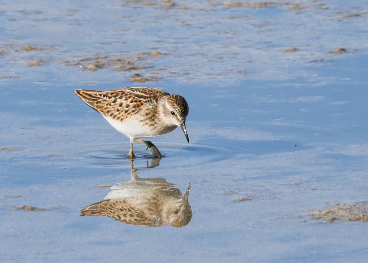 Least Sandpiper - ML642173989
