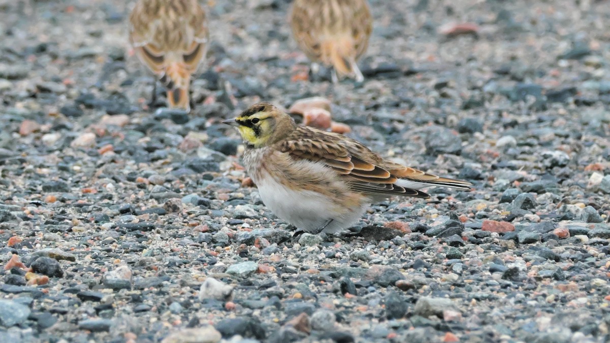 Horned Lark - ML642173991