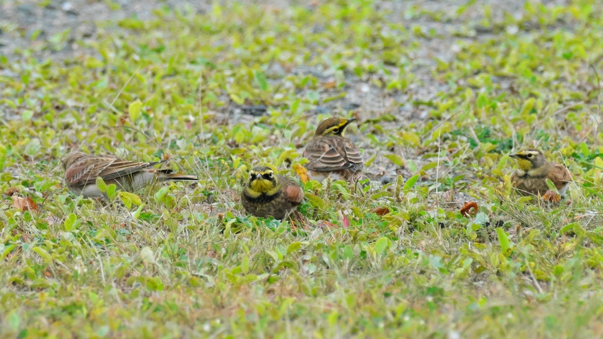 Horned Lark - ML642173992