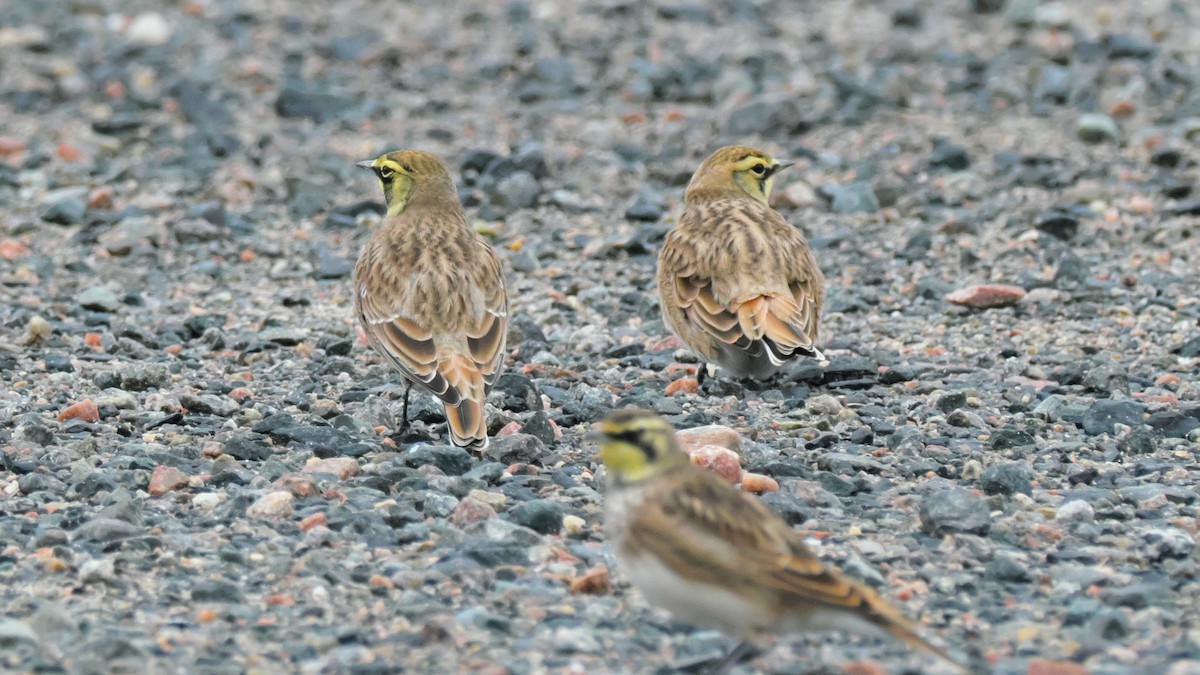 Horned Lark - ML642173993