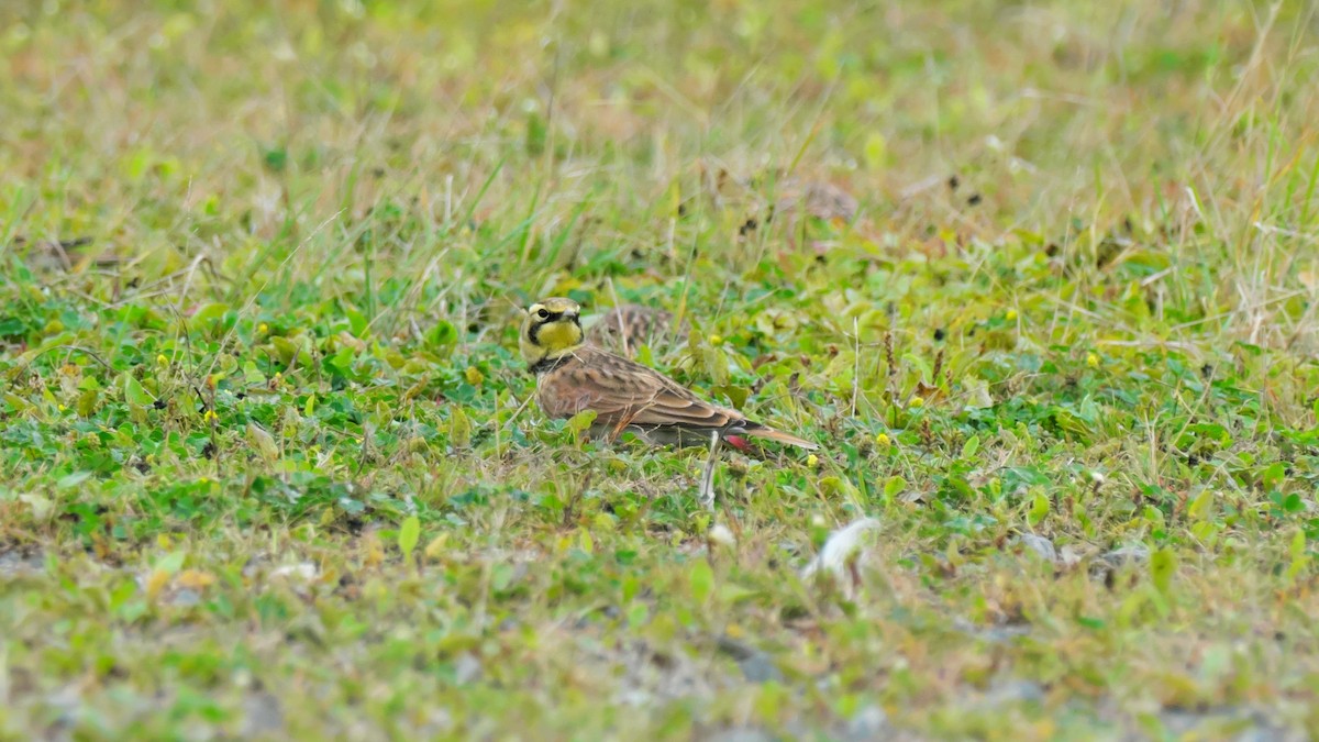 Horned Lark - ML642173994