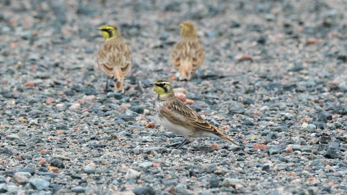 Horned Lark - ML642173995
