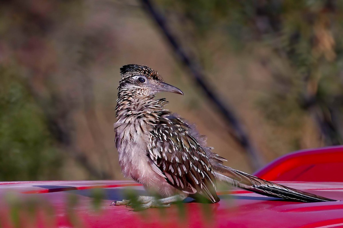 Greater Roadrunner - ML642173996