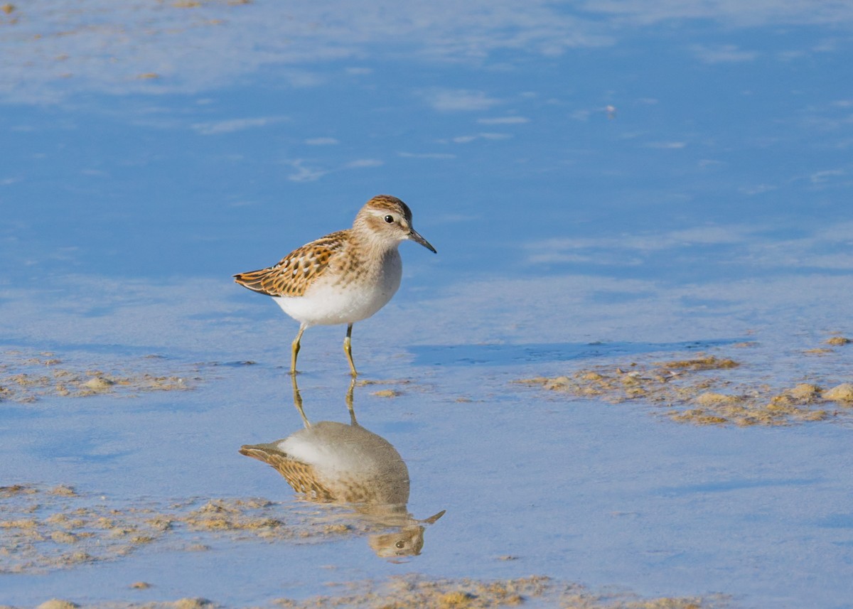 Least Sandpiper - ML642174000
