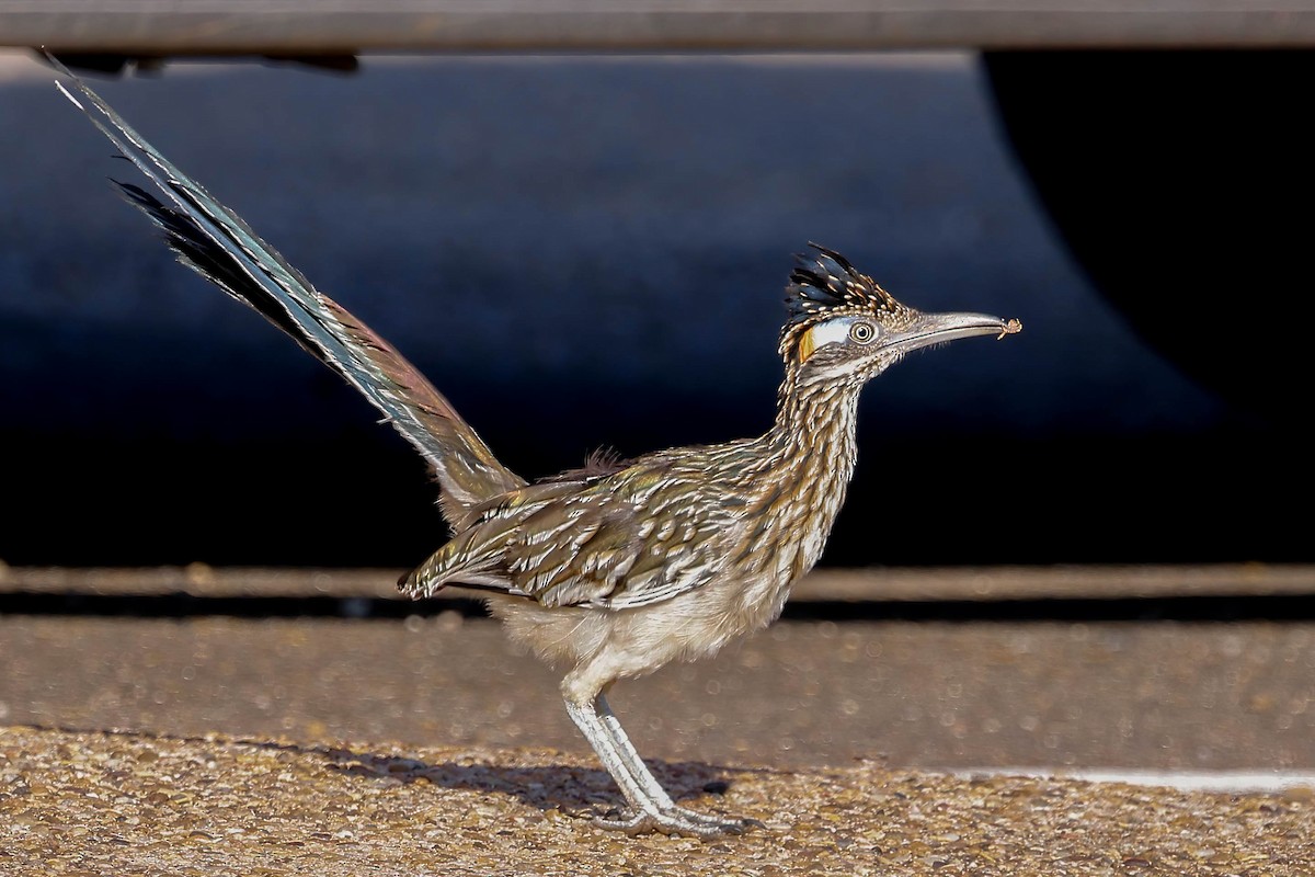 Greater Roadrunner - ML642174002