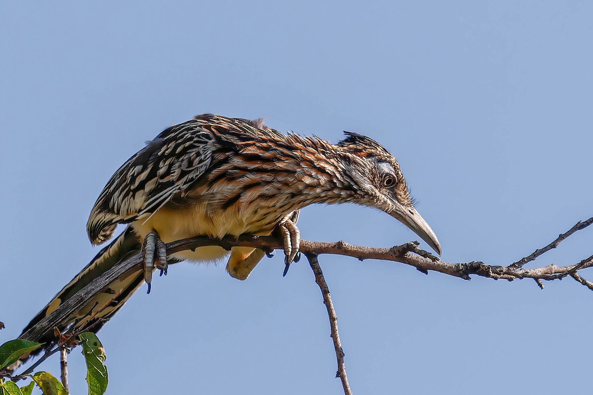 Greater Roadrunner - ML642174008