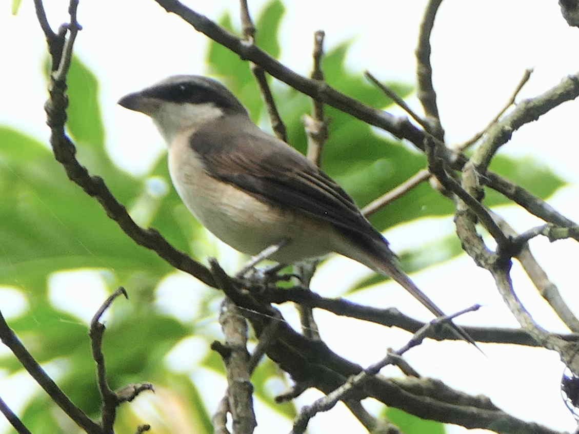 Brown Shrike - ML642174026