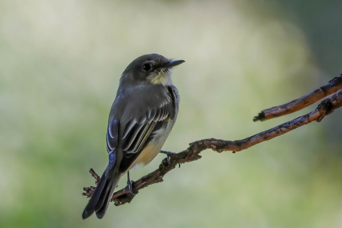 Eastern Phoebe - ML642174036