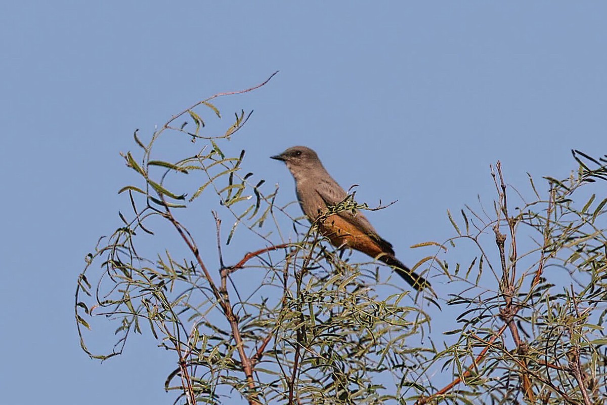 Say's Phoebe - ML642174047