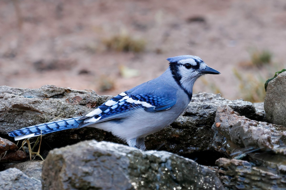 Blue Jay - ML642174068