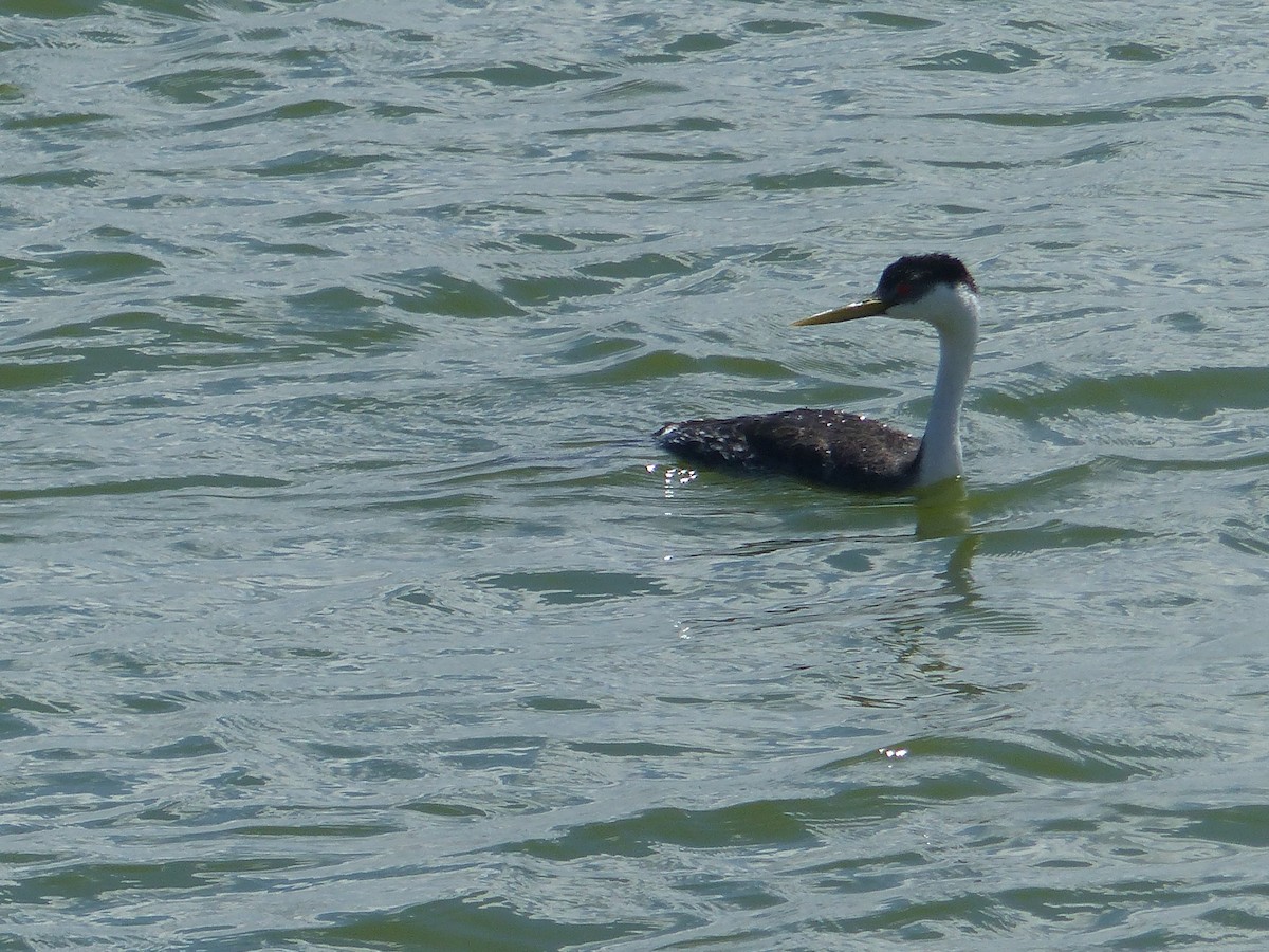 Western Grebe - ML642174079