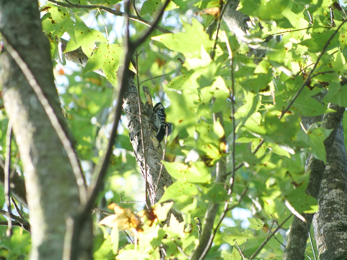 Downy Woodpecker - ML642174083