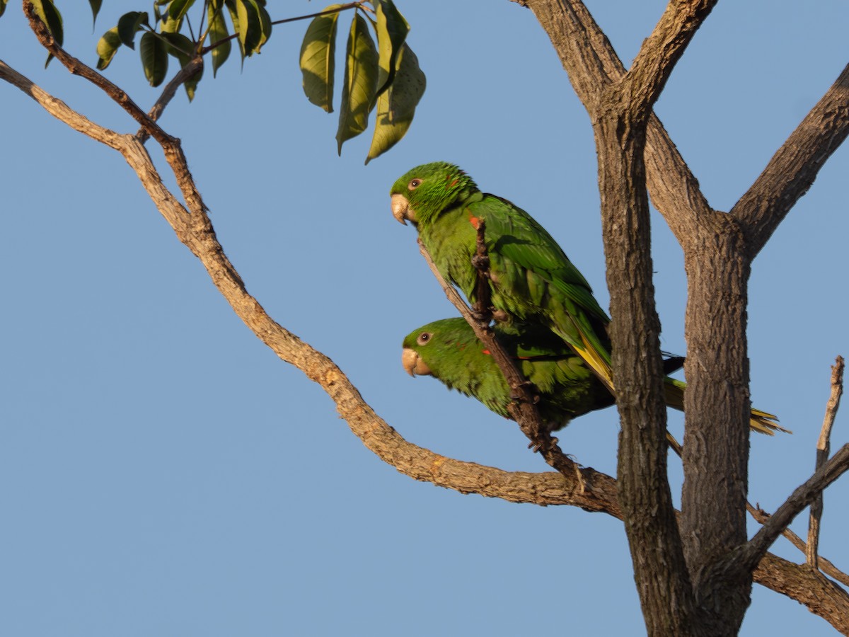 White-eyed Parakeet - ML642174084