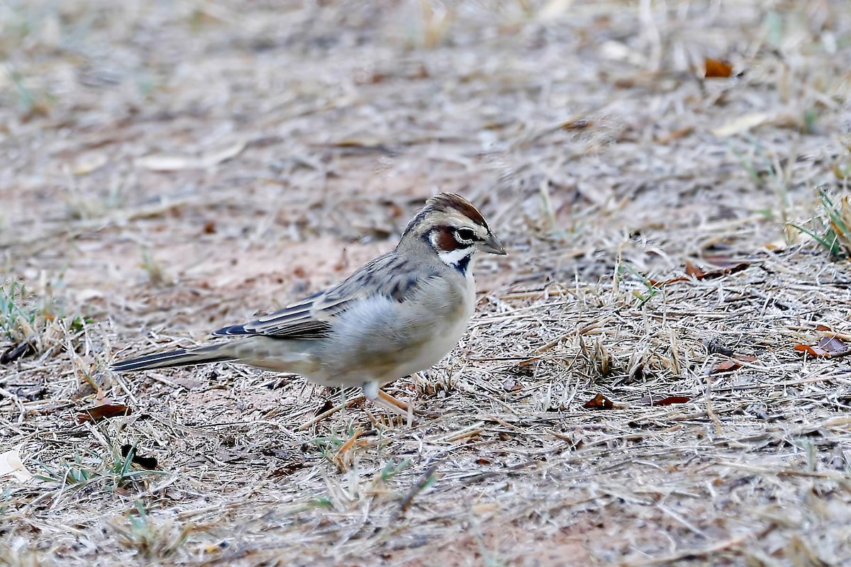 Lark Sparrow - ML642174085