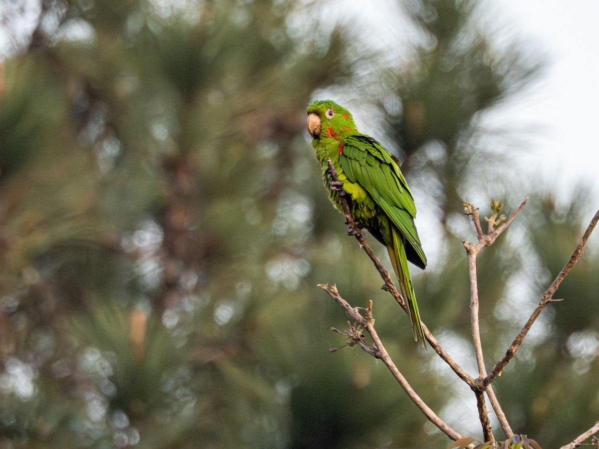 White-eyed Parakeet - ML642174086