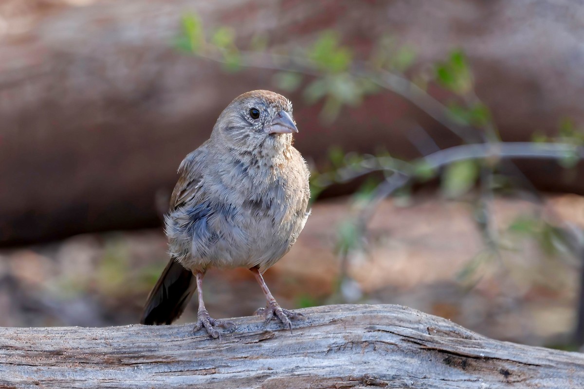 Canyon Towhee - ML642174099