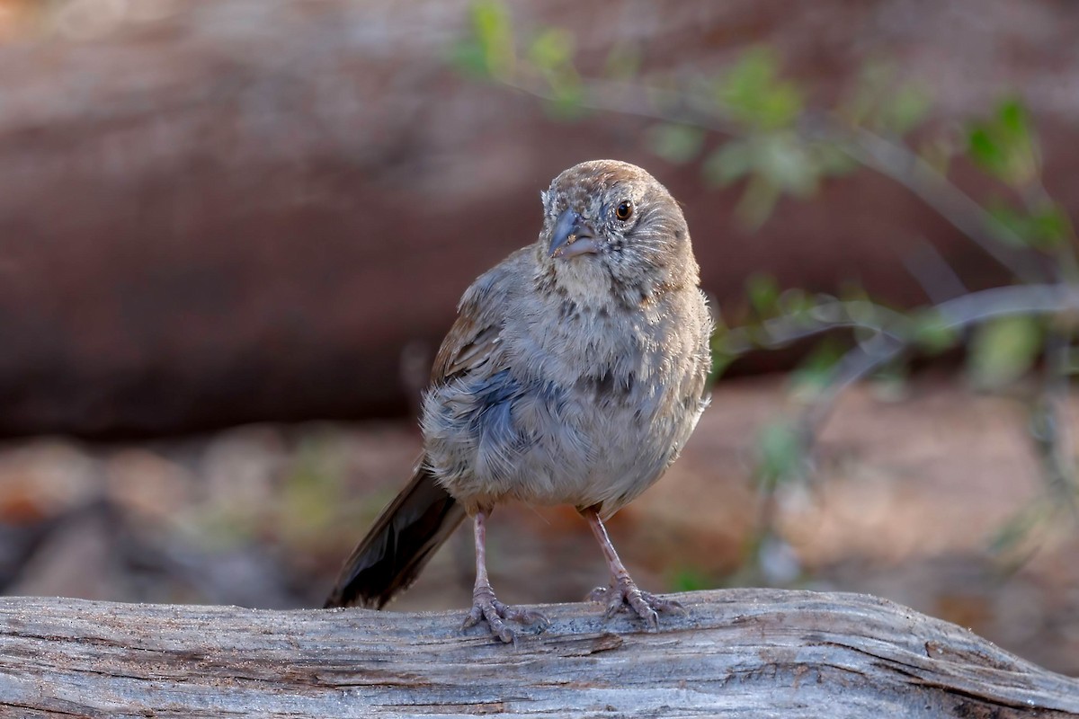 Canyon Towhee - ML642174103