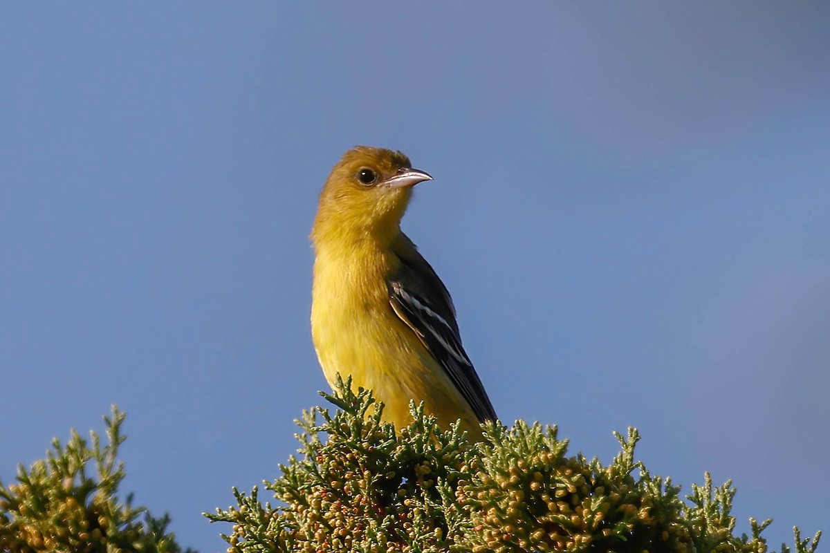 Orchard Oriole - ML642174106