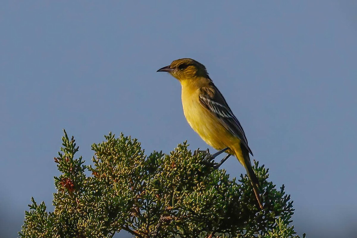Orchard Oriole - ML642174108
