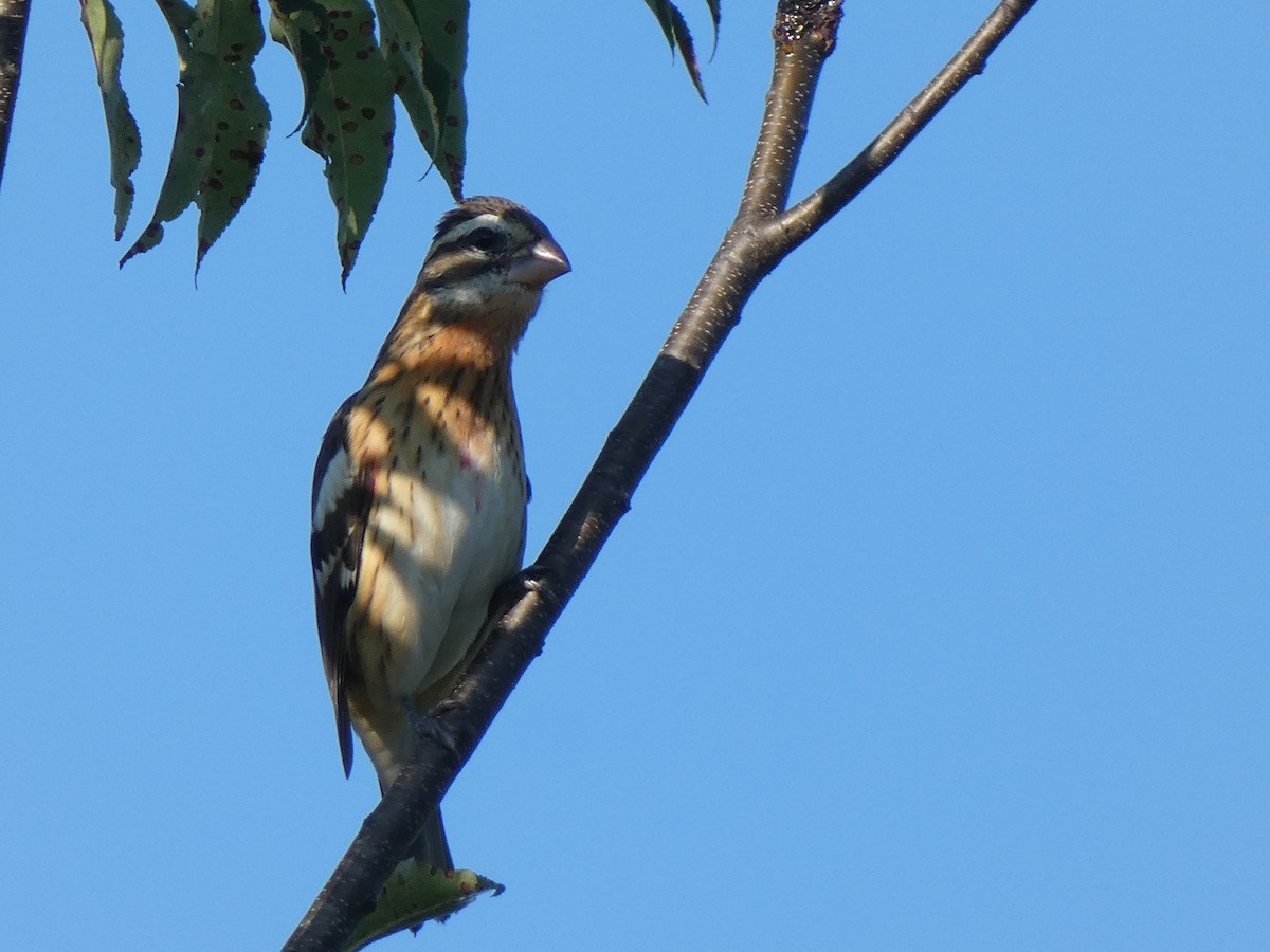 Rose-breasted Grosbeak - ML642174110