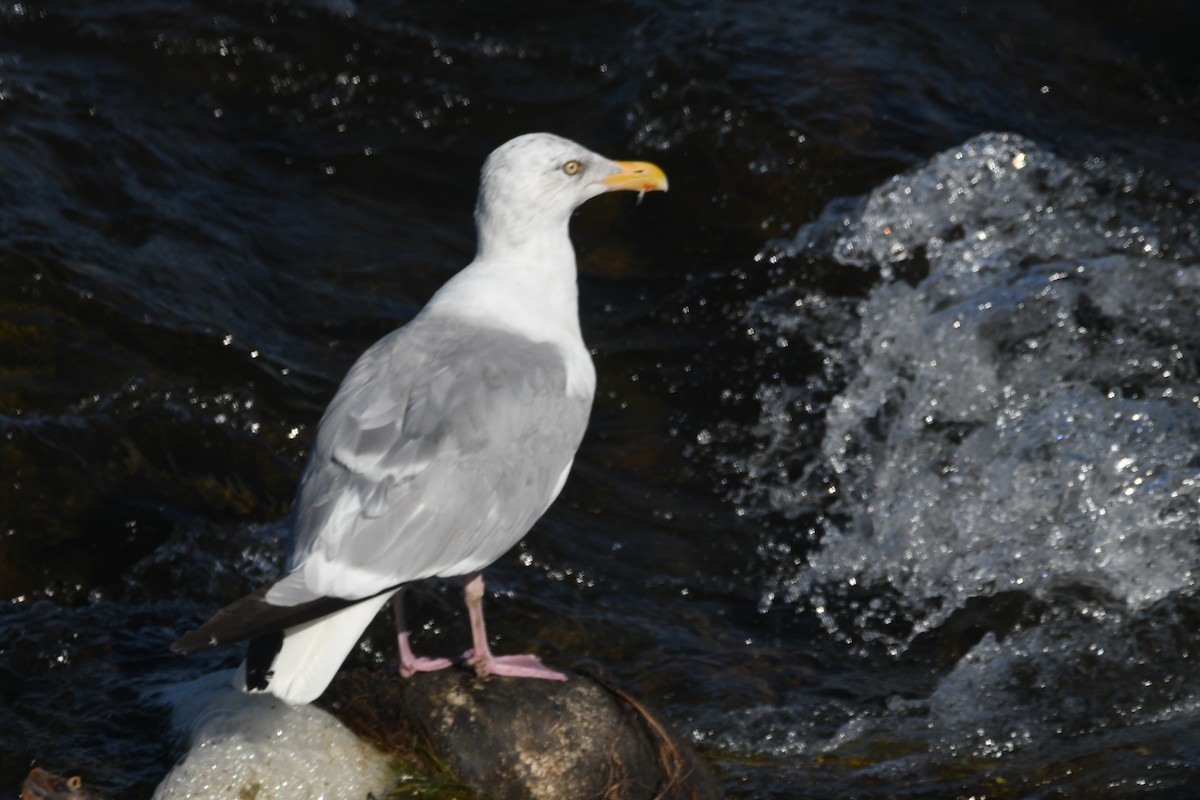 American Herring Gull - ML642174117