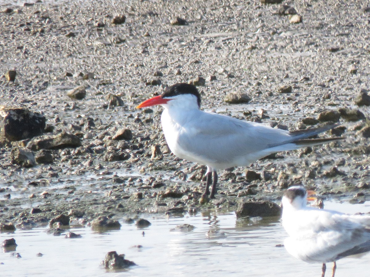 Caspian Tern - ML642174125