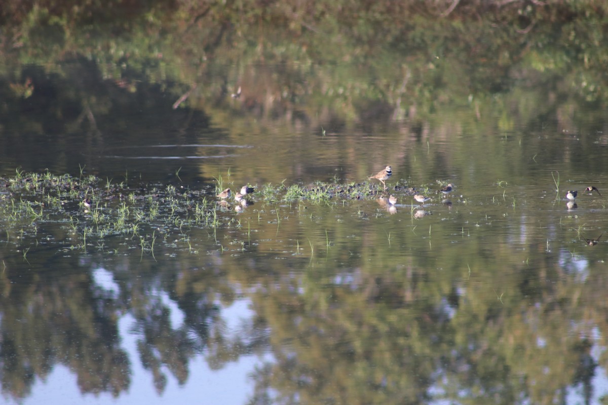 Least Sandpiper - ML642174127