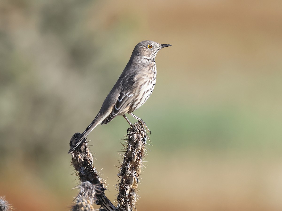 Sage Thrasher - ML642174130