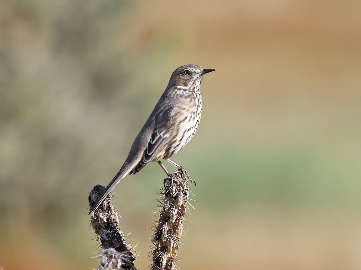 Sage Thrasher - ML642174131