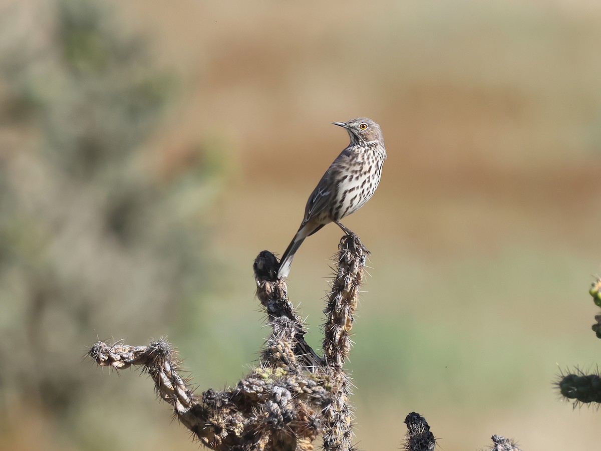 Sage Thrasher - ML642174132