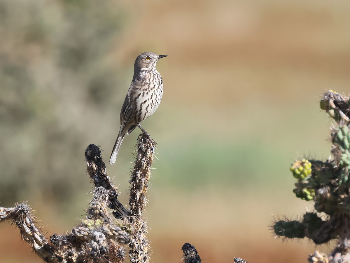 Sage Thrasher - ML642174133