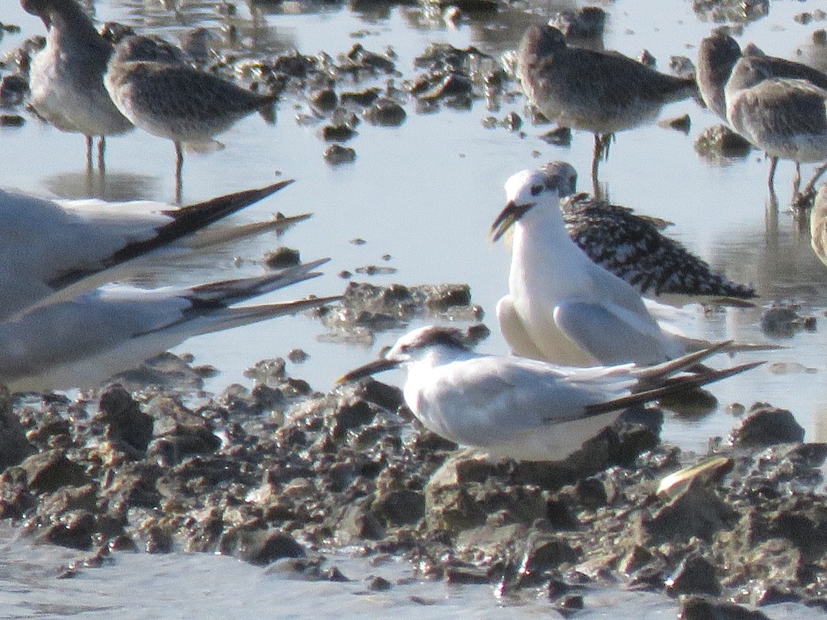 Sandwich Tern - ML642174135