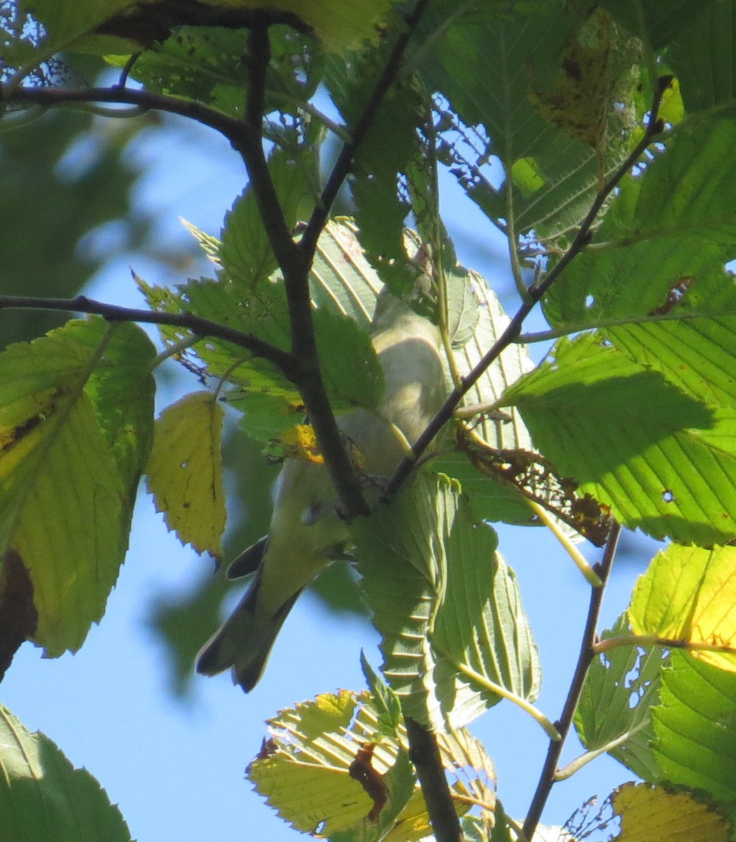 lesňáček sp. (Parulidae sp.) - ML642174151
