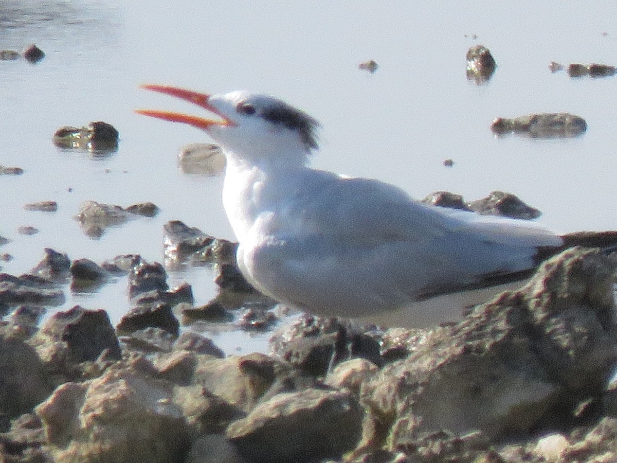 Royal Tern - ML642174157