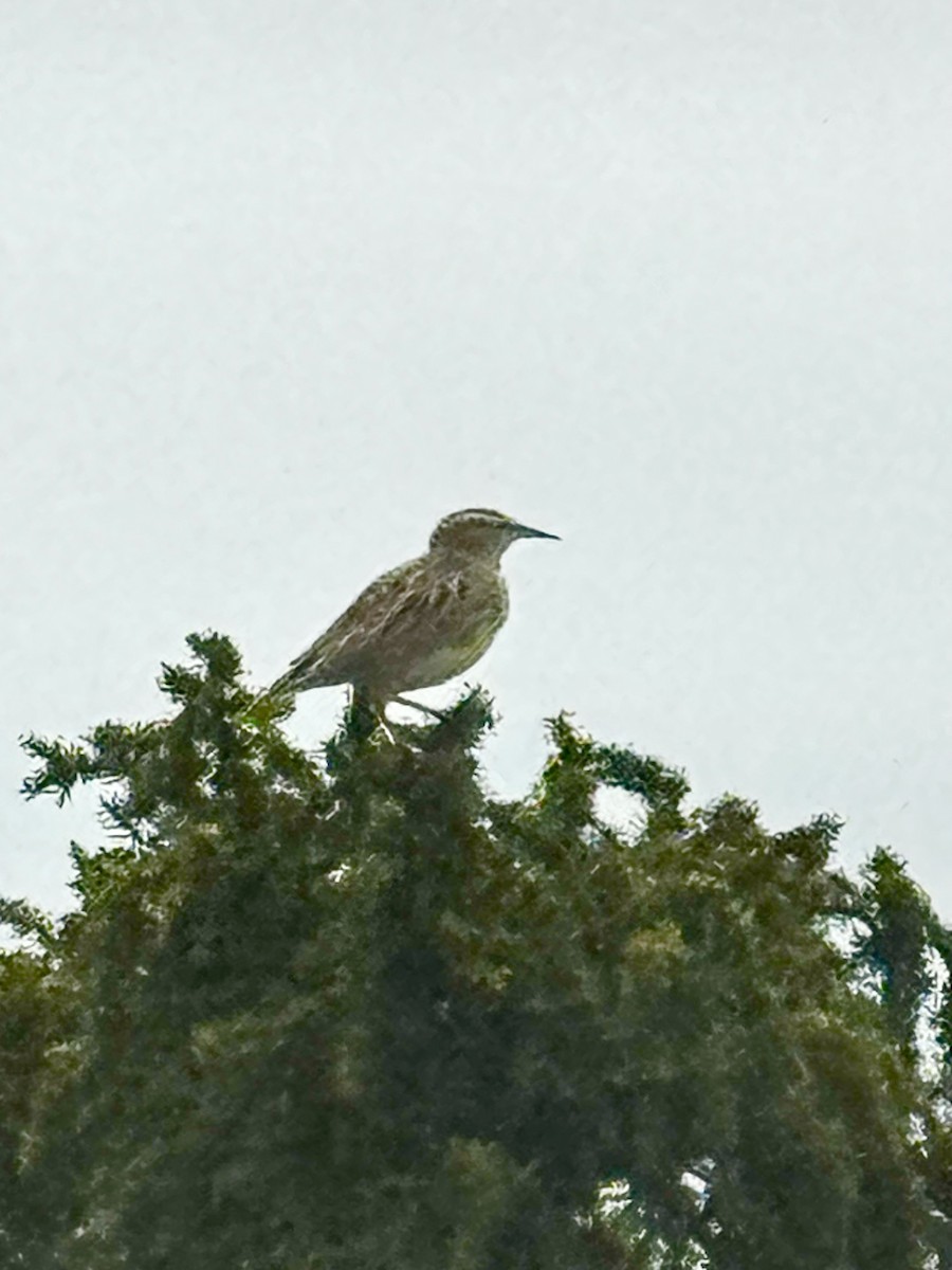 Western Meadowlark - ML642174158