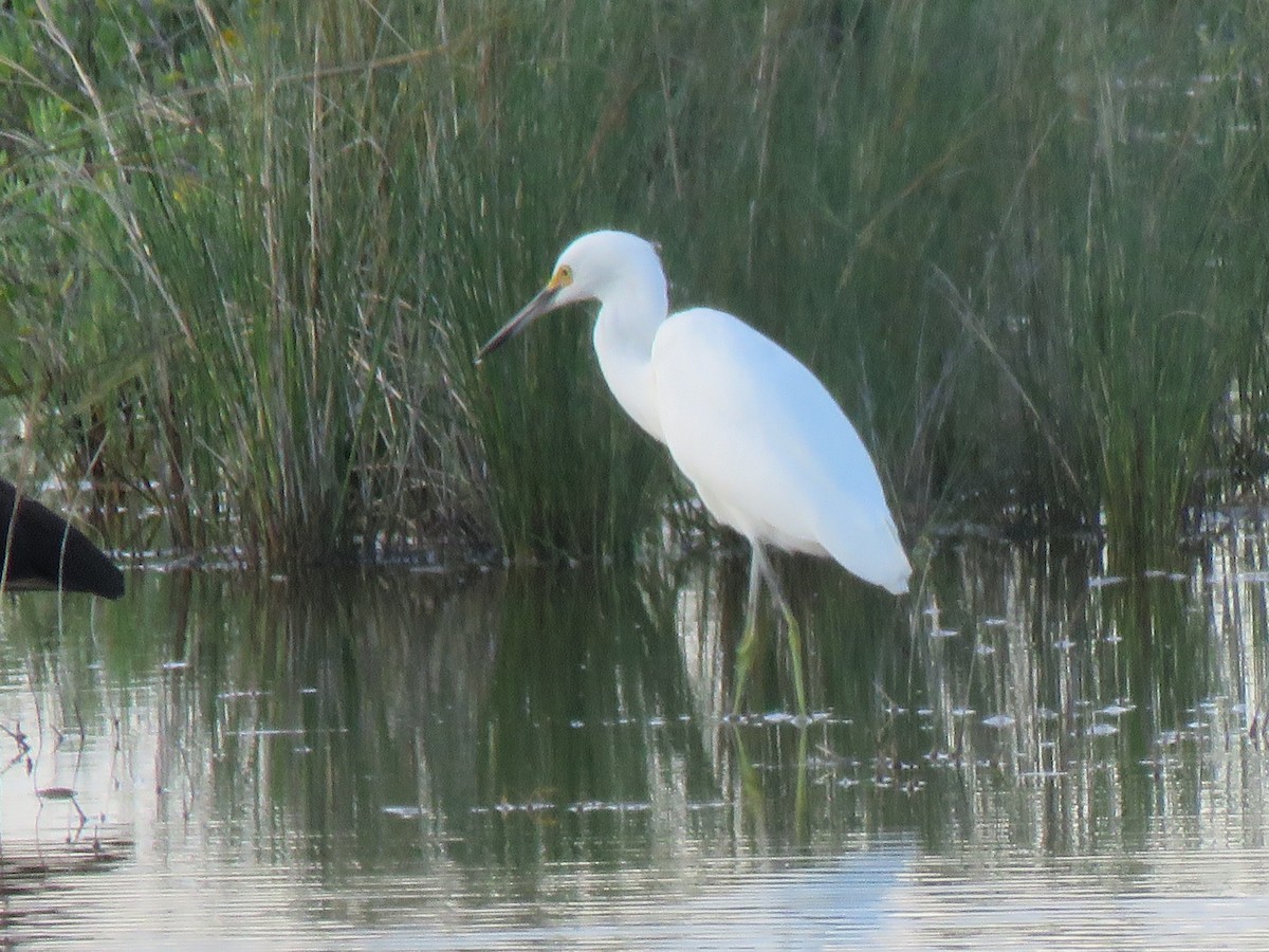 Snowy Egret - ML642174194