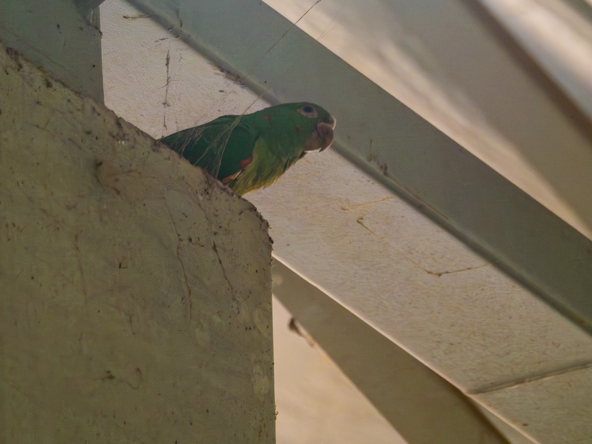 White-eyed Parakeet - ML642174201