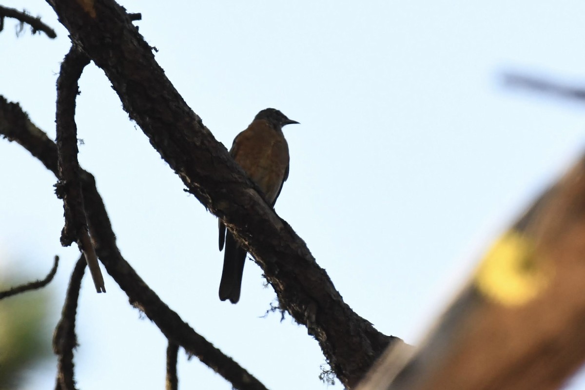 American Robin - ML642174203
