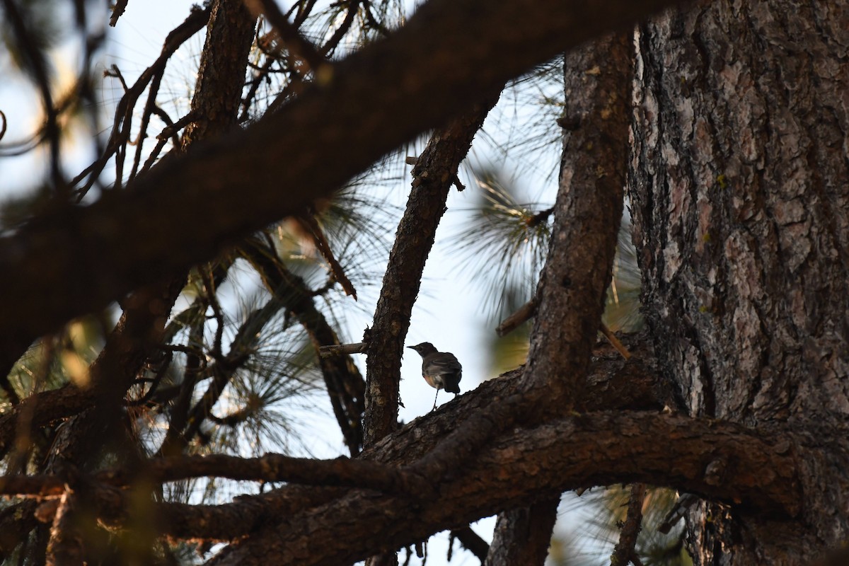 American Robin - ML642174204