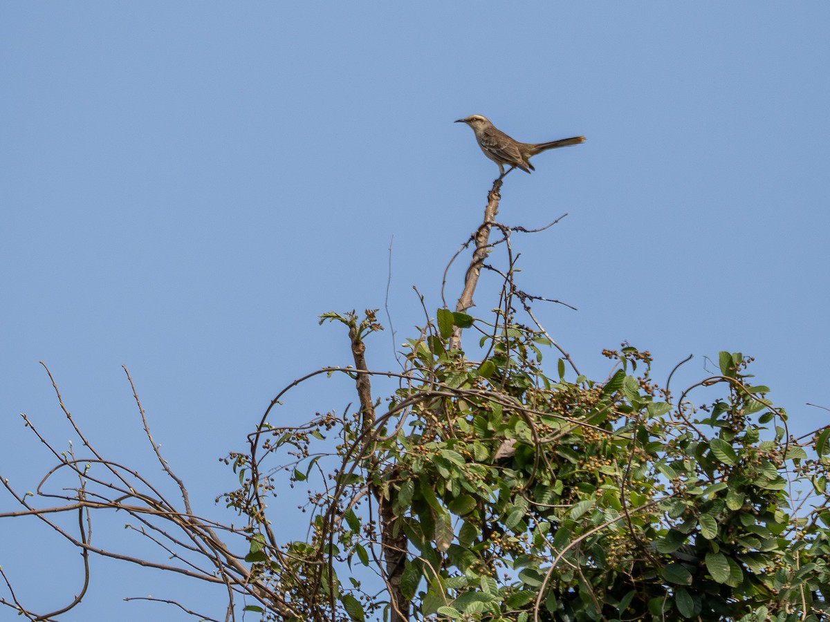 Chalk-browed Mockingbird - ML642174214
