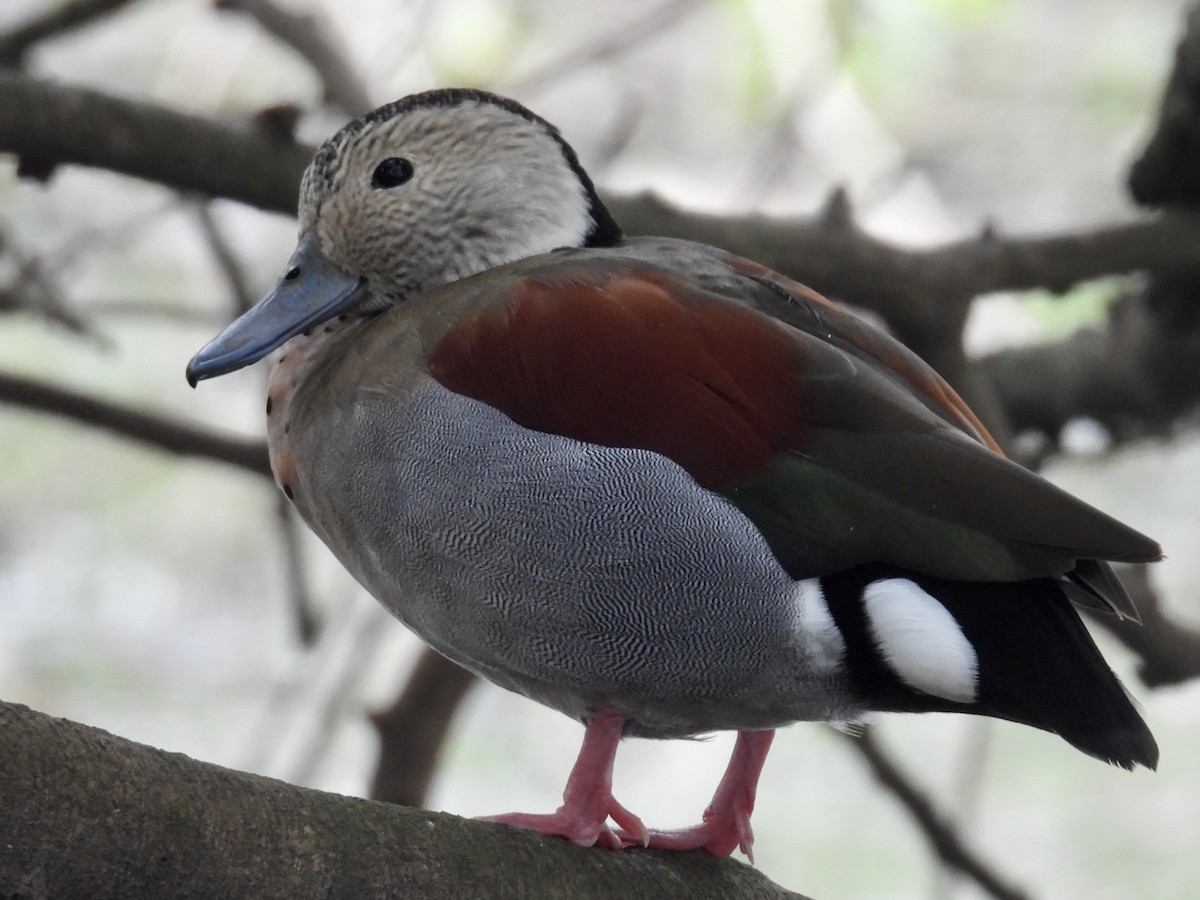 Ringed Teal - ML642174215