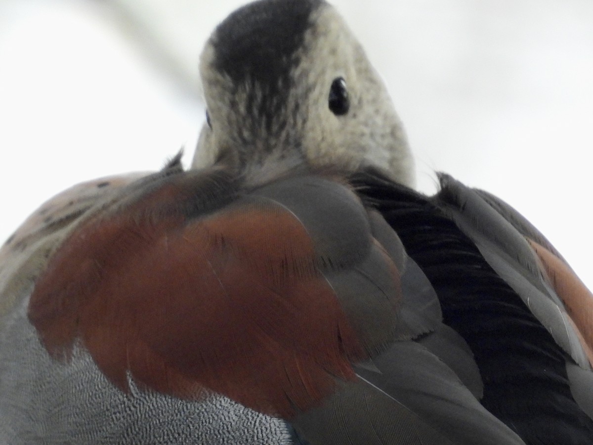 Ringed Teal - ML642174216