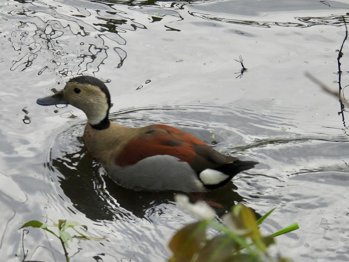 Ringed Teal - ML642174217