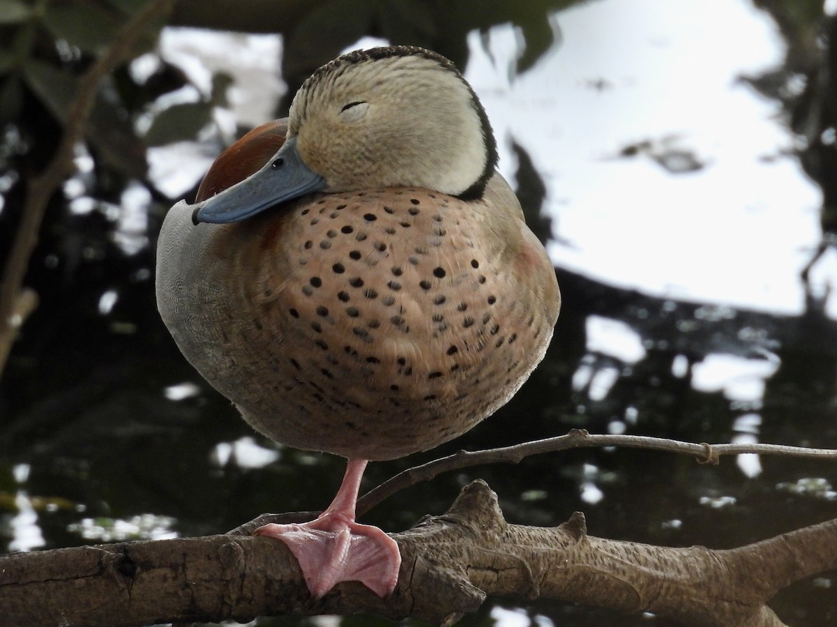 Ringed Teal - ML642174218