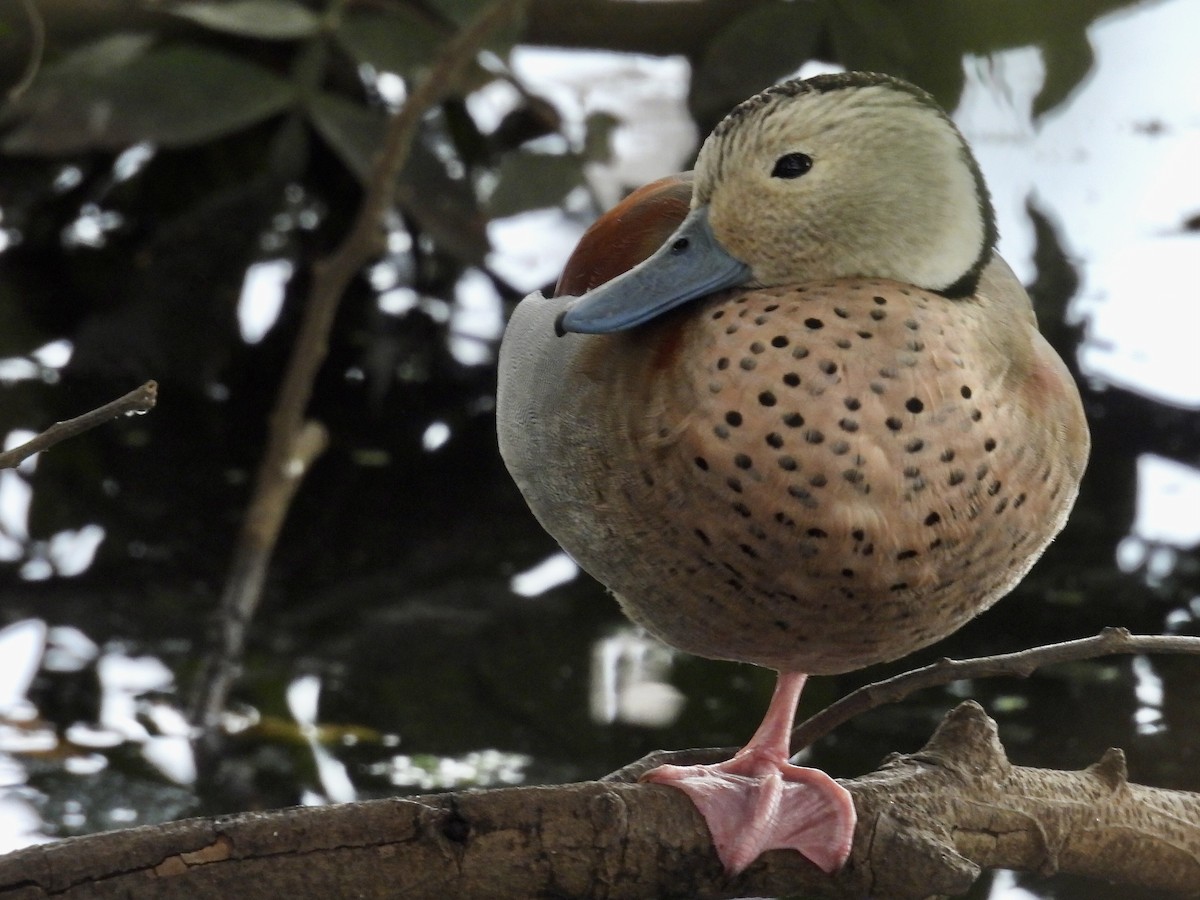 Ringed Teal - ML642174219