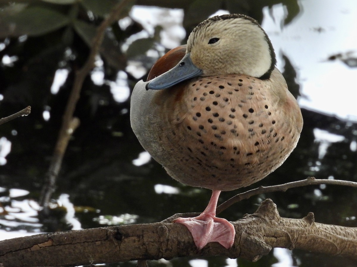 Ringed Teal - ML642174220