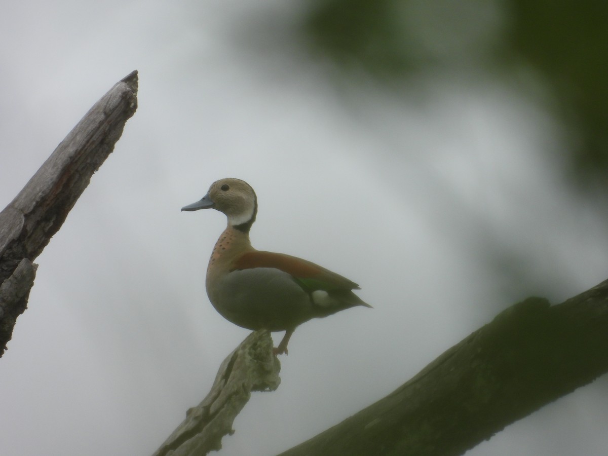 Ringed Teal - ML642174222