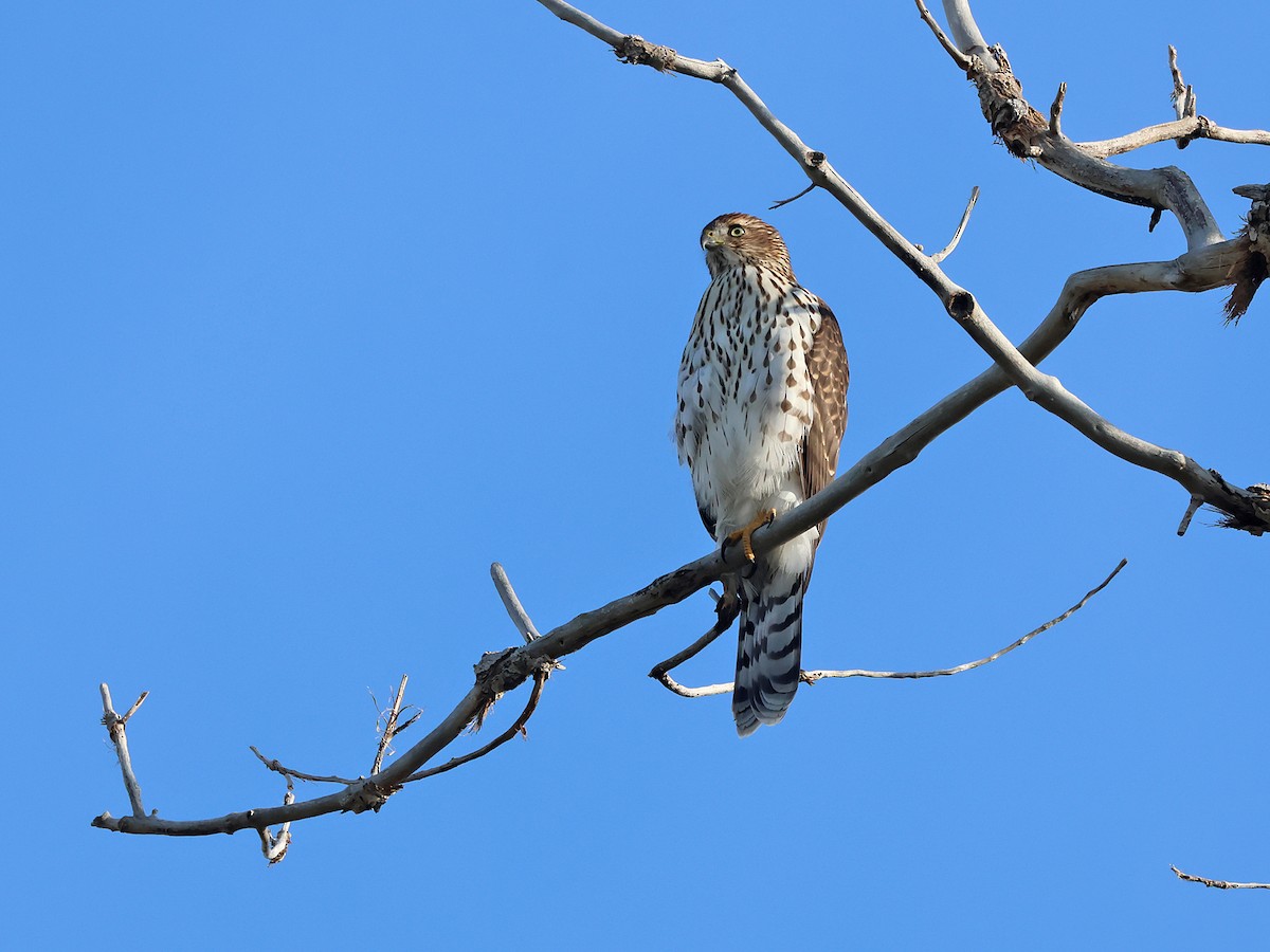 Cooper's Hawk - ML642174234